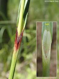 Attēlu rezultāti vaicājumam “Eriophorum angustifolium fruit”