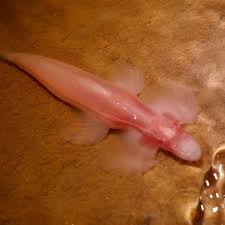 Attēlu rezultāti vaicājumam “Tetratoma ancora”