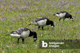 Attēlu rezultāti vaicājumam “Branta leucopsis”