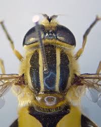 Attēlu rezultāti vaicājumam “Helophilus hybridus”