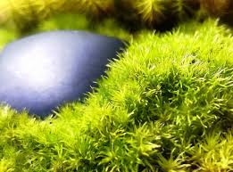 Attēlu rezultāti vaicājumam “Leucobryum juniperoideum”