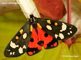 Attēlu rezultāti vaicājumam “Callimorpha dominula”