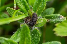 Attēlu rezultāti vaicājumam “Galeruca tanaceti”