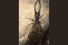 Attēlu rezultāti vaicājumam “Megaloptera”