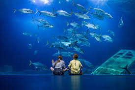 Image result for Stevenage Sharks Rhc