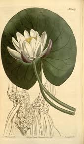 Attēlu rezultāti vaicājumam “Nymphaea candida flower”