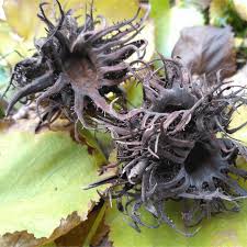 Attēlu rezultāti vaicājumam “Corylus colurna”