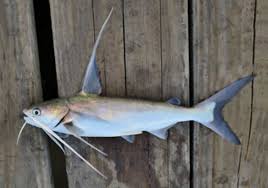 Image result for Bagre marinus