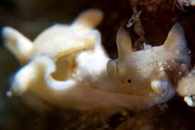 Attēlu rezultāti vaicājumam “Hoplia parvula imago”