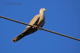 Attēlu rezultāti vaicājumam “Streptopelia decaocto adult”