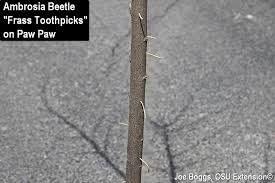 Attēlu rezultāti vaicājumam “Badhamia bethelii spores”