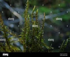 Attēlu rezultāti vaicājumam “Calliergon giganteum”