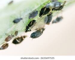 Attēlu rezultāti vaicājumam “Aphis fabae”