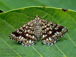 Attēlu rezultāti vaicājumam “Chiasmia clathrata”