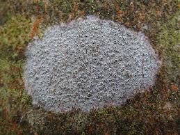 Attēlu rezultāti vaicājumam “Lecanora chlarotera”