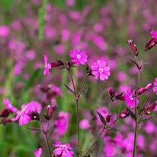 Image result for Silene dioica