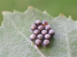 Attēlu rezultāti vaicājumam “Elasmostethus interstinctus nymph”