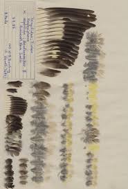 Image result for Hesperiphona vespertina