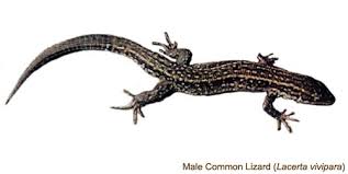 Attēlu rezultāti vaicājumam “Lacerta vivipara”
