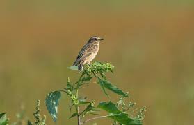 Attēlu rezultāti vaicājumam “Saxicola rubetra juvenile”