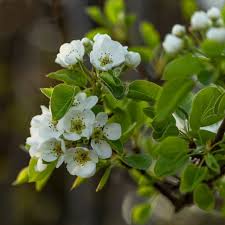 Attēlu rezultāti vaicājumam “Pyrus communis flower”