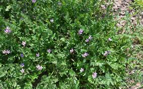 Attēlu rezultāti vaicājumam “Erodium cicutarium”