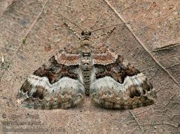 Attēlu rezultāti vaicājumam “Xanthorhoe biriviata”