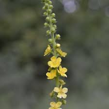 Image result for Agrimonia eupatoria