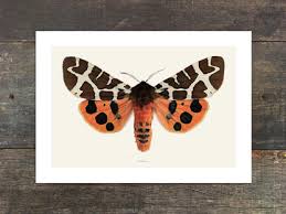 Attēlu rezultāti vaicājumam “Arctia caja imago”