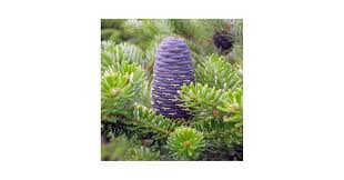 Attēlu rezultāti vaicājumam “Abies sibirica”