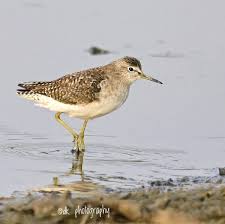 Attēlu rezultāti vaicājumam “Tringa glareola”