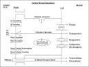 Endotext.com - Diseases of Bone and Calcium Metabolism ...