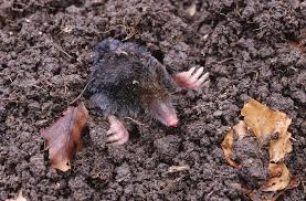 Attēlu rezultāti vaicājumam “Talpa europaea”