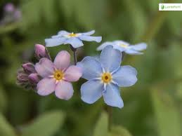 Attēlu rezultāti vaicājumam “Myosotis sparsiflora flower”