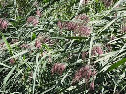 Attēlu rezultāti vaicājumam “Phragmites communis flower”