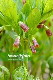 Attēlu rezultāti vaicājumam “Scopolia carniolica flower”