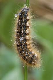Attēlu rezultāti vaicājumam “Euthrix potatoria larva”