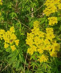 Attēlu rezultāti vaicājumam “Euphorbia palustris flower”