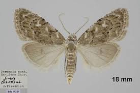 Attēlu rezultāti vaicājumam “Nola confusalis”