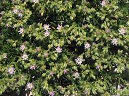 Attēlu rezultāti vaicājumam “Spergularia marina leaf”