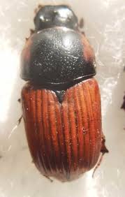 Attēlu rezultāti vaicājumam “Aphodius sp.”