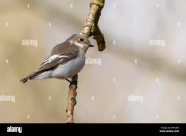 Attēlu rezultāti vaicājumam “Ficedula hypoleuca female”