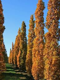 Attēlu rezultāti vaicājumam “Quercus robur Fastigiata”