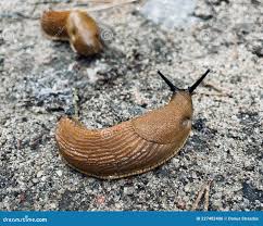 Attēlu rezultāti vaicājumam “Arion lusitanicus”