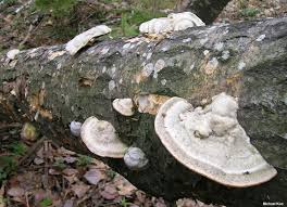 Attēlu rezultāti vaicājumam “Trametes”