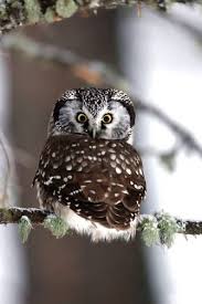 Image result for Aegolius funereus