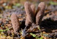 Attēlu rezultāti vaicājumam “Stemonitopsis amoena spores”