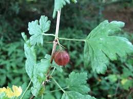 Attēlu rezultāti vaicājumam “Ribes uva-crispa fruit”