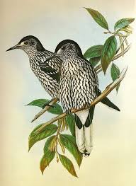 Image result for Nucifraga caryocatactes