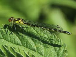 Attēlu rezultāti vaicājumam “Erythromma najas”